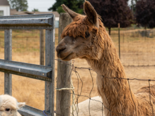 Firwood Alpacas 2021_103.jpg Firwood Alpacas 2021_103.jpg