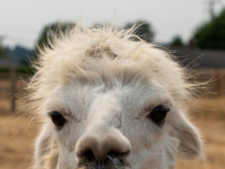 Firwood Alpacas 2021_125.jpg Firwood Alpacas 2021_125.jpg