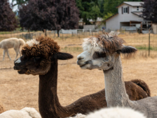 Firwood Alpacas 2021_127.jpg Firwood Alpacas 2021_127.jpg