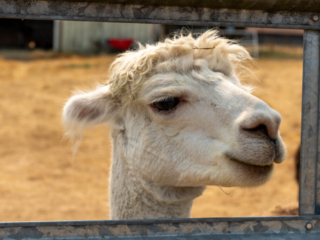 Firwood Alpacas 2021_130.jpg Firwood Alpacas 2021_130.jpg