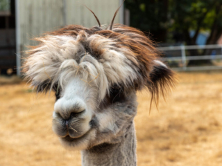 Firwood Alpacas 2021_140.jpg Firwood Alpacas 2021_140.jpg