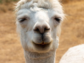 Firwood Alpacas 2021_144.jpg Firwood Alpacas 2021_144.jpg