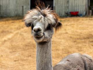 Firwood Alpacas 2021_146.jpg Firwood Alpacas 2021_146.jpg