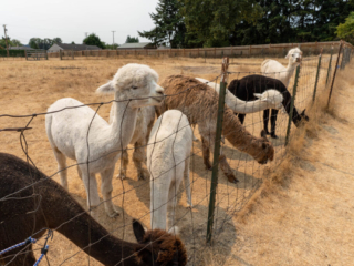 Firwood Alpacas 2021_152.jpg Firwood Alpacas 2021_152.jpg
