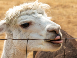 Firwood Alpacas 2021_173.jpg Firwood Alpacas 2021_173.jpg